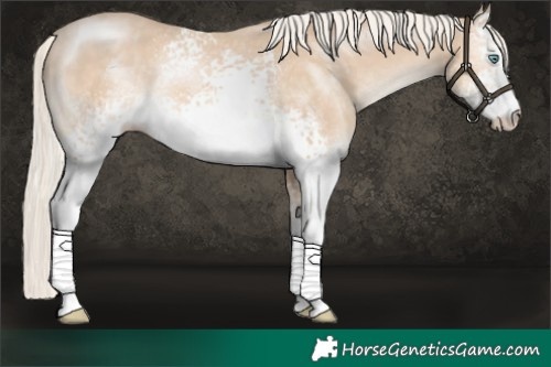 Horse Color:White Spotted Cremello 