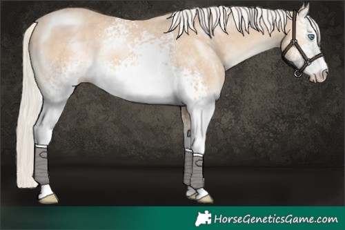 Horse Color:White Spotted Cremello 