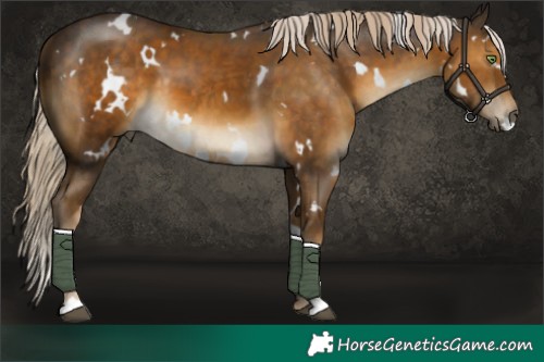 Horse Color:White Spotted Chocolate Palomino 