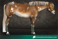 Horse Color:White Spotted Chocolate Palomino