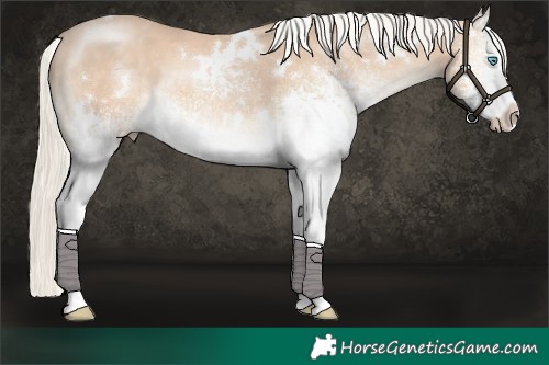 Horse Color:White Spotted Cremello 
