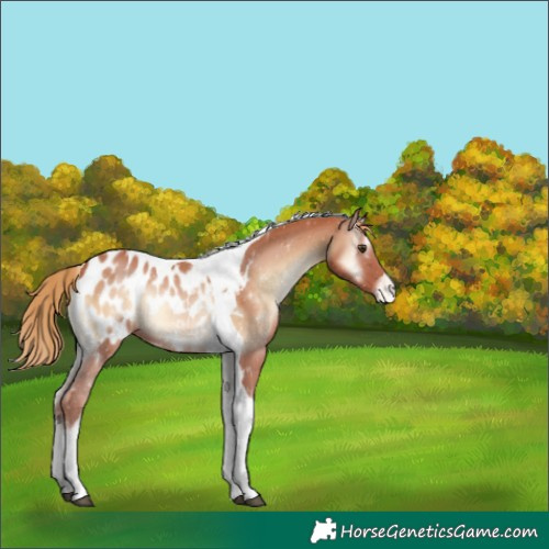 Horse Color:Red Onyx Tobiano Blanket 