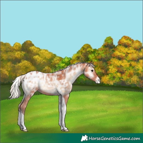 Horse Color:Silver Bay Ice Onyx Tobiano Blanket