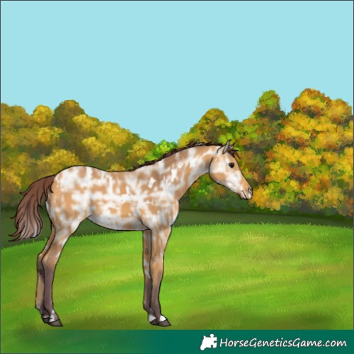 Horse Color:White Spotted Chocolate Buckskin Ice 