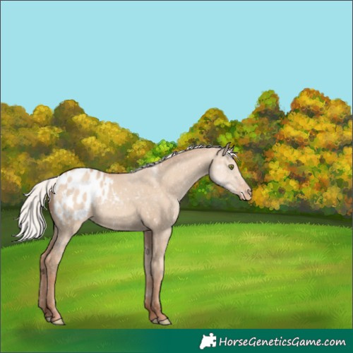 Horse Color:Silver Classic Champagne Dun Appaloosa