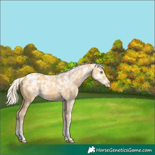 Horse Color:Silver Amber Cream Champagne Ice Tobiano Varnish 