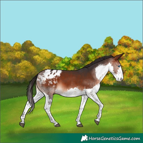 Horse Color:White Spotted Brown Splash Appaloosa