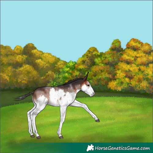 Horse Color:White Spotted Brown Splash 