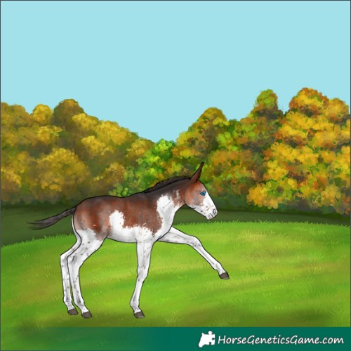 Horse Color:White Spotted Bay Splash