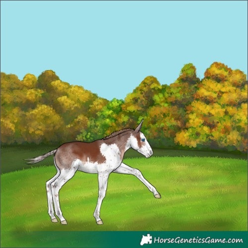 Horse Color:White Spotted Liver Chestnut Splash