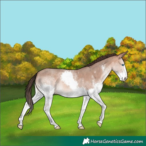 Horse Color:White Spotted Sable Champagne Splash