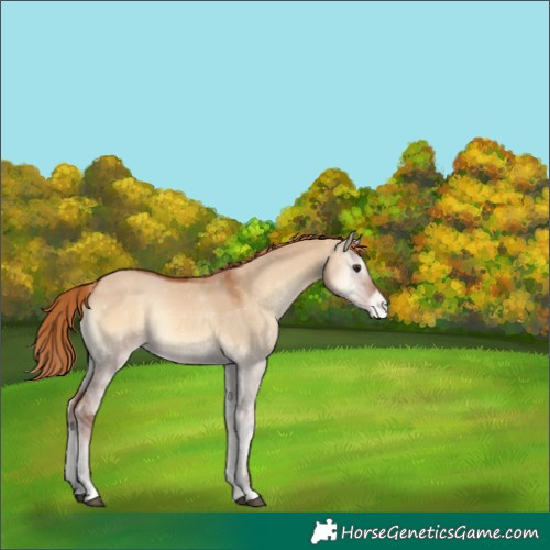 Horse Color:Red Dun Onyx Varnish