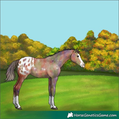 Horse Color:Nacre Bay Splash Appaloosa