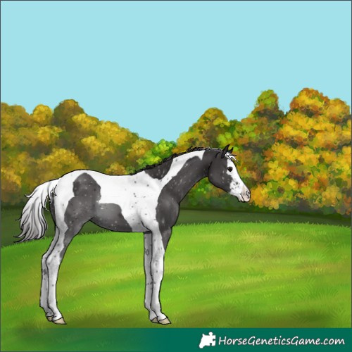 Horse Color:Smoky Black Splash Tobiano Varnish 
