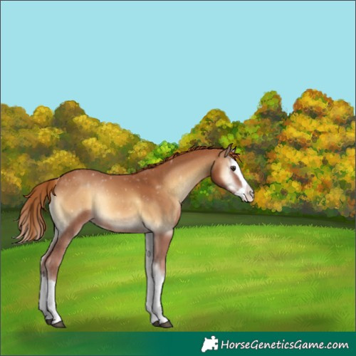 Horse Color:Red Onyx Splash