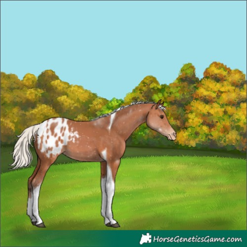 Horse Color:Silver Bay Tobiano Appaloosa