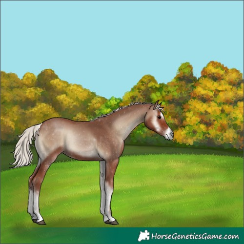 Horse Color:Silver Blue Onyx 