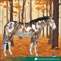 Horse Color:Gray Bay Dun Splash Appaloosa 