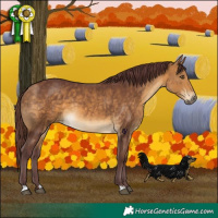 Horse Color:Chocolate Buckskin 