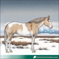 Horse Color:Chocolate Palomino Dun Splash Tobiano Rabicano