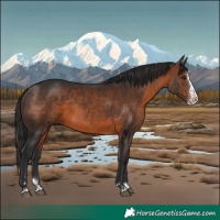 Horse Color:Brown Splash Rabicano 