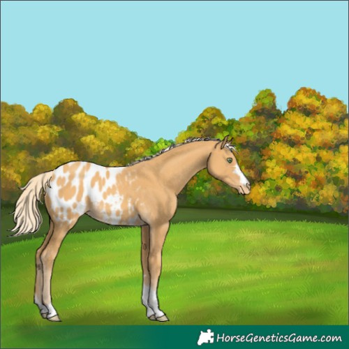 Horse Color:Gold Cream Champagne Appaloosa 