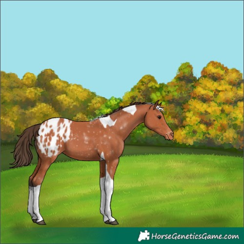 Horse Color:Bay Tobiano Appaloosa 