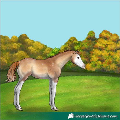 Horse Color:Red Onyx Splash Appaloosa 
