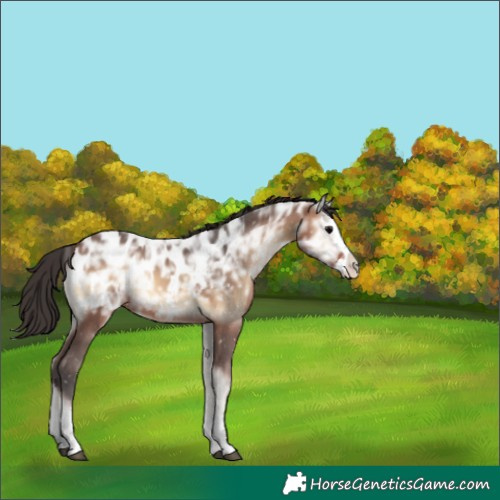 Horse Color:Brown Ice Onyx Splash Blanket