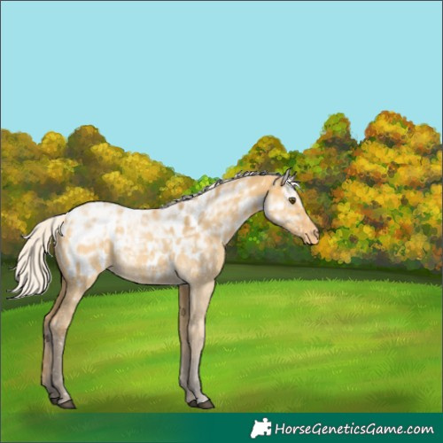 Horse Color:Silver Buckskin Ice Dun Appaloosa 