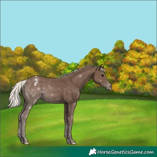 Horse Color:Silver Black Appaloosa 