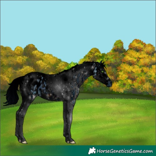 Horse Color:ERROR: UNKNOWN ANOMALY