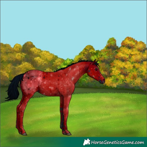 Horse Color:ERROR: UNKNOWN ANOMALY