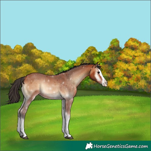 Horse Color:Bay Onyx Splash