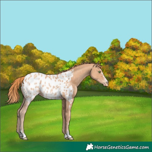 Horse Color:Gold Champagne Appaloosa 