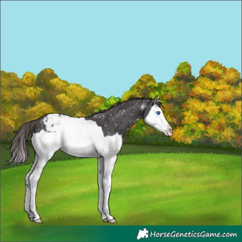 Horse Color:Smoky Black Splash Appaloosa