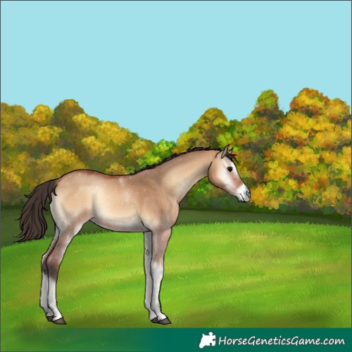 Horse Color:Bay Onyx