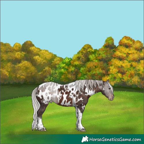 Horse Color:White Spotted Silver Brown Mushroom Tobiano Near Leopard 