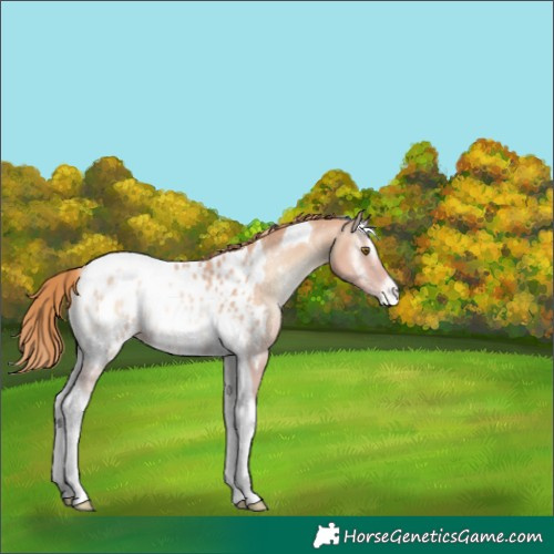 Horse Color:Gold Champagne Onyx Tobiano Appaloosa 