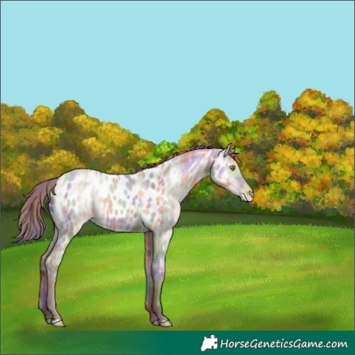 Horse Color:Nacre Amber Champagne Dun Appaloosa