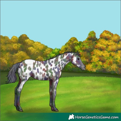 Horse Color:Nacre Grullo Appaloosa 