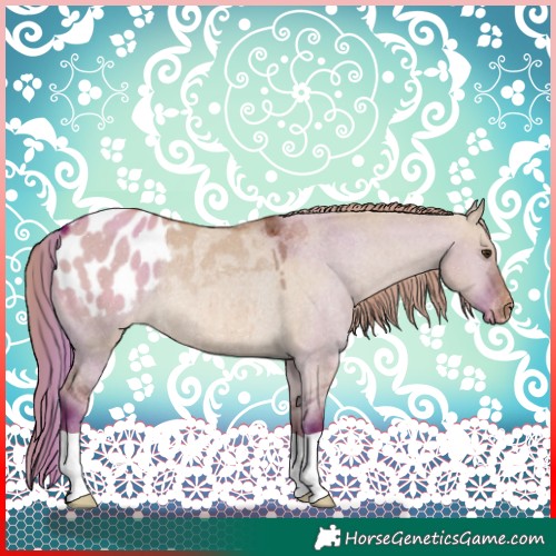 Horse Color:Red Dun Appaloosa Rabicano 