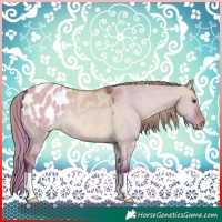 Horse Color:Red Dun Blanket Rabicano 