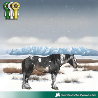 Horse Color:Gray White Spotted Brown Mushroom Tobiano Appaloosa 
