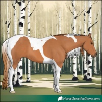 Horse Color:Chestnut Tobiano