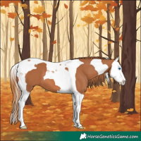 Horse Color:Chestnut Splash Tobiano 