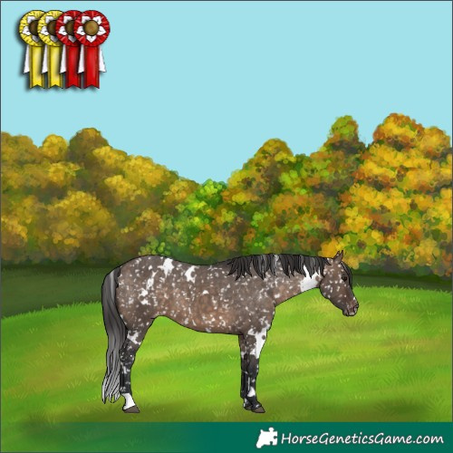 Horse Color:White Spotted Brown Dun Appaloosa 