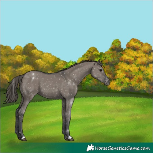 Horse Color:Grullo Appaloosa 