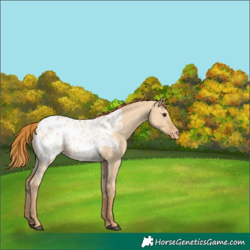 Horse Color:Red Dun Appaloosa 