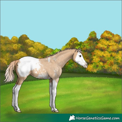Horse Color:Red Dun Splash Appaloosa 